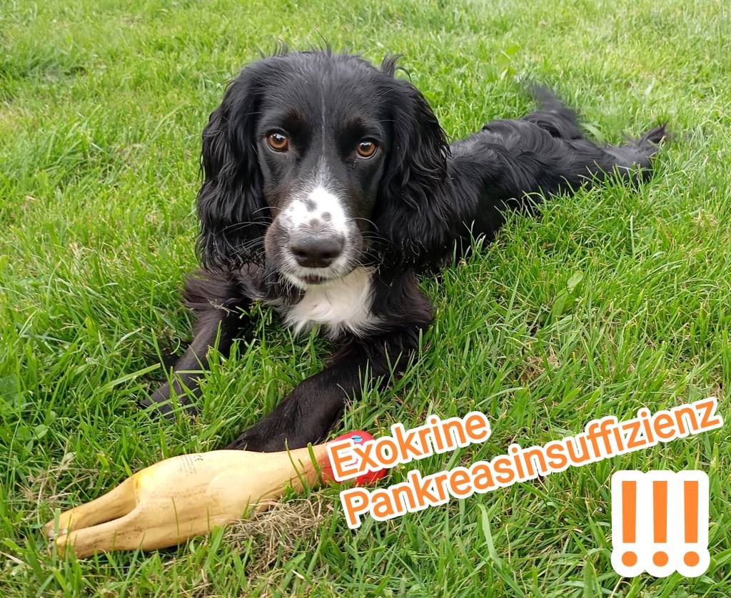 Exokrine Pankreasinsuffizienz